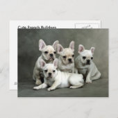 かわいいブルドフランスのッグの子犬たち ポストカード (正面/裏面)