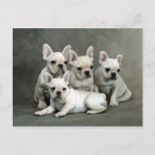 かわいいブルドフランスのッグの子犬たち ポストカード (正面)