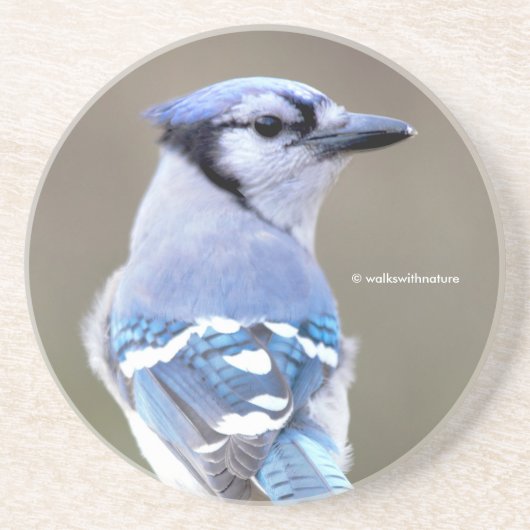 かわいいブルージェイの歌鳥の木の幹コースター コースター (正面)