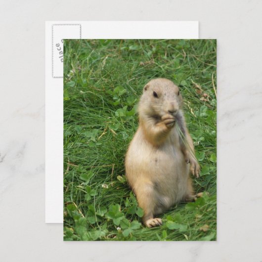 かわいいプレーリードッグ立食べ物ち並び ポストカード (正面/裏面)