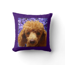 かわいいプードル