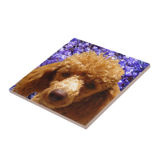 かわいいプードル タイル (側面)