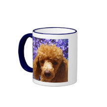 かわいいプードル