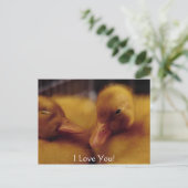 かわいいベビーのアヒル シーズンポストカード (スタンド正面)