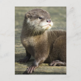 かわいいベビーのカワウソ ポストカード