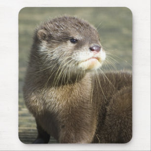 かわいいベビーのカワウソ マウスパッド