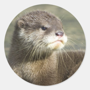 かわいいベビーのカワウソ ラウンドシール