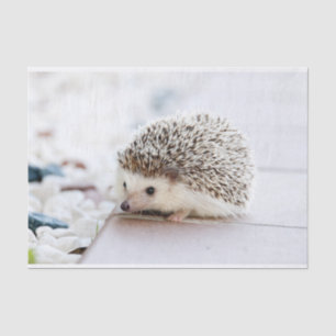 かわいいベビーのハリネズミ動物 薄葉紙
