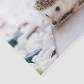 かわいいベビーのハリネズミ動物 薄葉紙 (詳細)