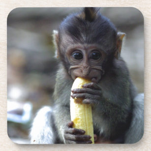 かわいいベビーのマカク属猿の食べ物のバナナ コースター