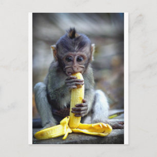かわいいベビーのマカク属猿の食べ物のバナナ ポストカード