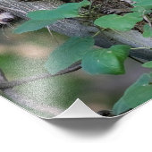 かわいいベビーアライグマ フォトプリント            (角)