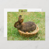 かわいいベビーウサギ ポストカード (正面/裏面)