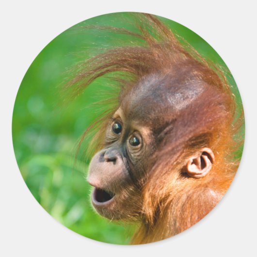 かわいいベビーオランウタン ラウンドシール (正面)