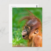 かわいいベビーオランウータンが疑問に思入った ポストカード (正面/裏面)