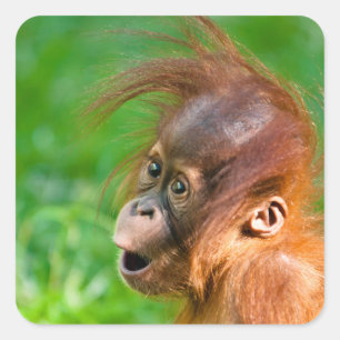 かわいいベビーオランウータンが疑問に思現れる スクエアシール