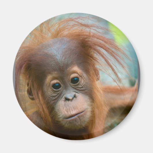 かわいいベビーオランウータンまっすぐ前方を見る マグネット (正面)