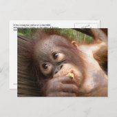 かわいいベビーオランウータンドリームズオブママ ポストカード (正面/裏面)