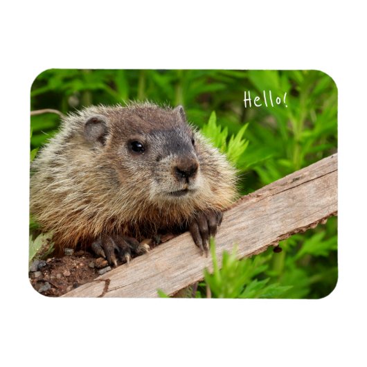 かわいいベビーグラウンドホッグ マグネット (横)