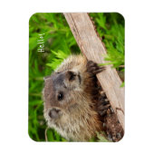 かわいいベビーグラウンドホッグ マグネット (縦)