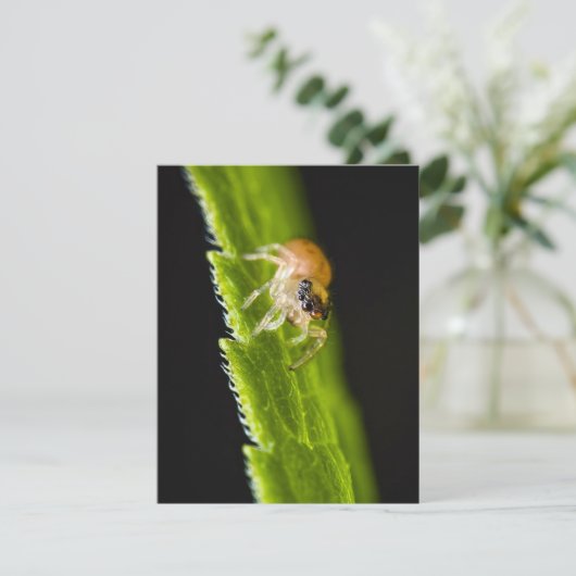 かわいいベビージャンプクモ – サルティシッド (スタンド正面)