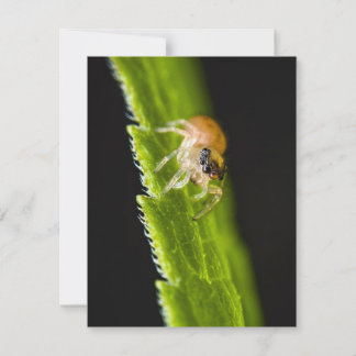 かわいいベビージャンプクモ – サルティシッド