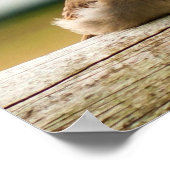 かわいいベビースズメの鳥の写真 ポスター (角)