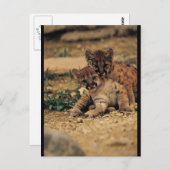 かわいいベビートラ ポストカード (正面/裏面)