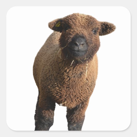 かわいいベビードールサウスダウンブラックラム スクエアシール (正面)