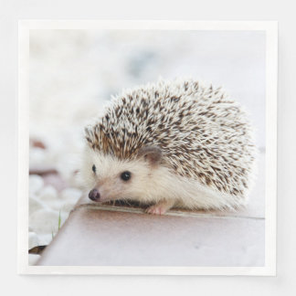 かわいいベビーハリネズミ動物
