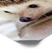 かわいいベビーハリネズミ ポスター (角)