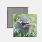 かわいいベビーバード自然 マグネット (正面/裏面)