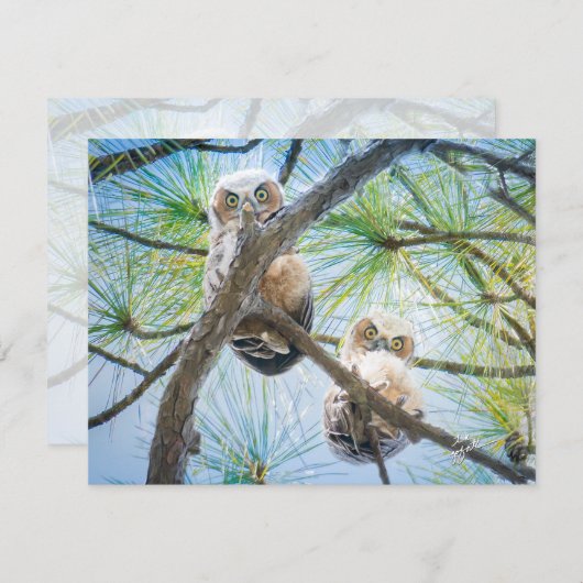 かわいいベビーフクロウ野生生物写真モダン ノートカード (正面/裏面)