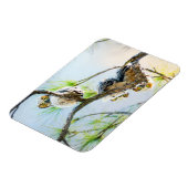 かわいいベビーフクロス野生生物写真 マグネット (左側)