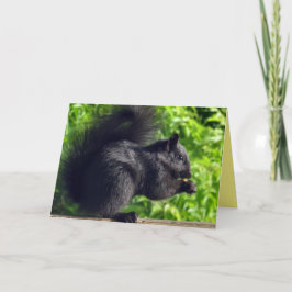 かわいいベビーブラックリス食べレルの種子自然 カード