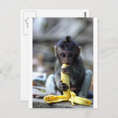 かわいいベビーマカケ食べモンキーのバナナ ポストカード (正面/裏面)