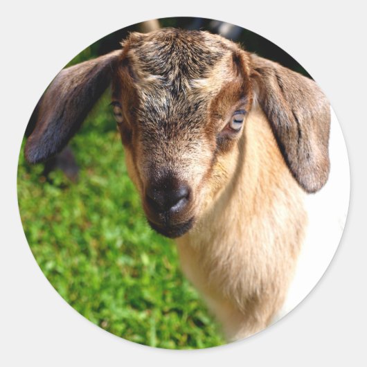 かわいいベビーヤギのステッカー ラウンドシール (正面)