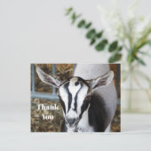 かわいいベビーヤギ写真ありがとう ポストカード (スタンド正面)