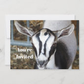 かわいいベビーヤギ写真誕生日 招待状 (正面)