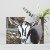 かわいいベビーヤギ写真誕生日 招待状 (スタンド正面)
