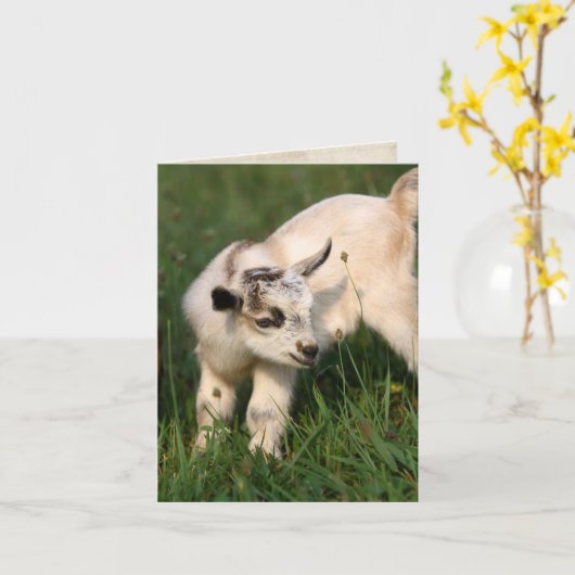 かわいいベビーヤギ カード (黄色い花)