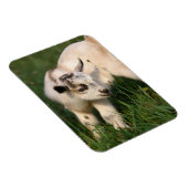 かわいいベビーヤギ マグネット (右側)