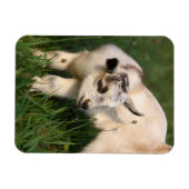 かわいいベビーヤギ マグネット (横)