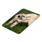 かわいいベビーヤギ マグネット (左側)