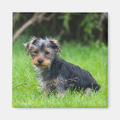 かわいいベビーヨークシャーテリア子犬の悲しい目の表情の写真 マグネット (正面)