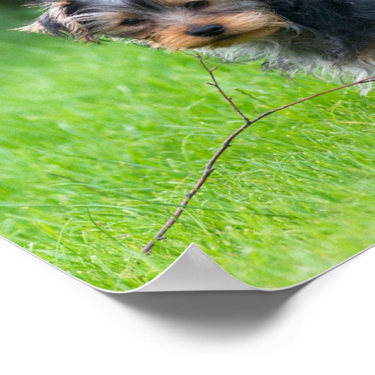 かわいいベビーヨークシャーテリア悲しい目の表情で子犬 ポスター (角)