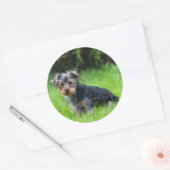 かわいいベビーヨークシャーテリア悲しい目の表情で子犬 ラウンドシール (封筒)