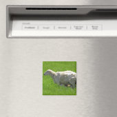 かわいいベビー羊の看護の写真マグネット マグネット (インサイチュ (食洗機))