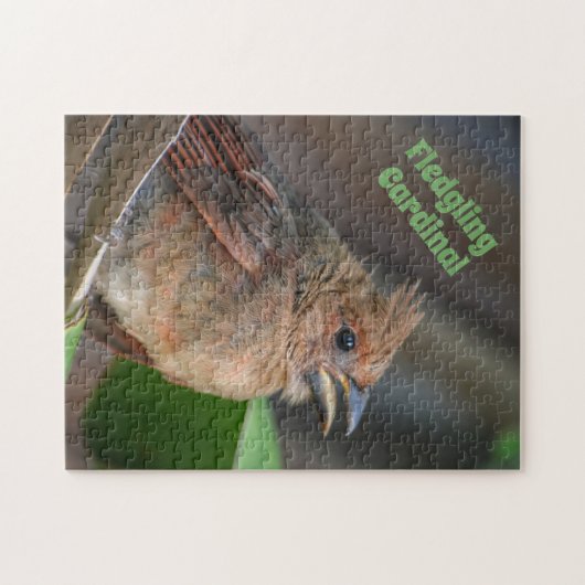 かわいいベビー（鳥）ショウジョウコウカンチョウ鳥の写真自然 ジグソーパズル (横)