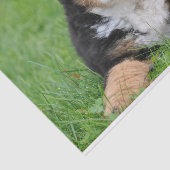 かわいいベルネーズマウンテンドッグパピー 薄葉紙 (詳細)